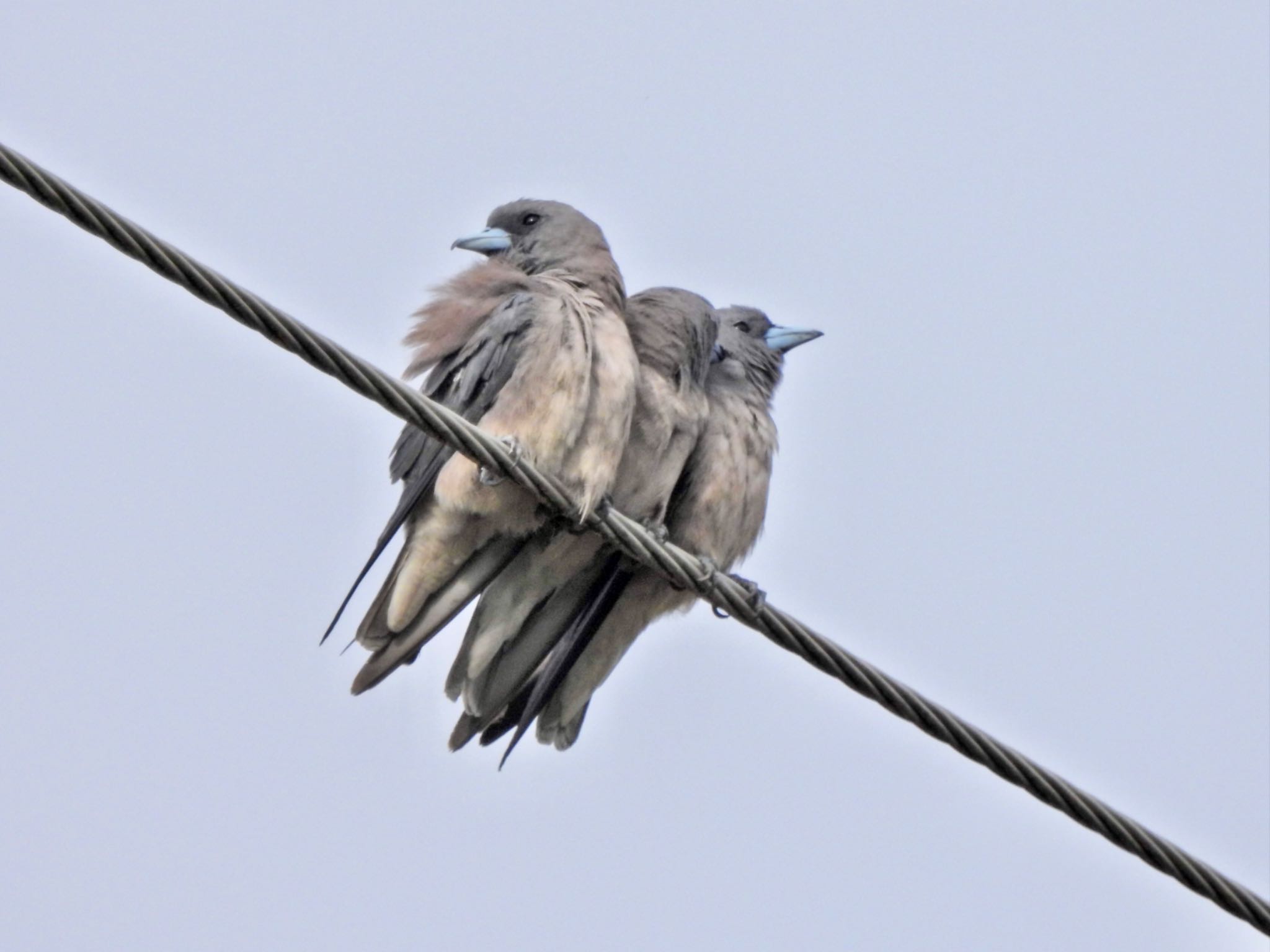 Ashy Woodswallow