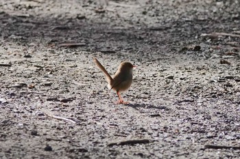 Superb Fairywren シドニー Fri, 6/29/2018