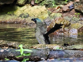 Racket-tailed Treepie Kaeng Krachan National Park Fri, 6/30/2023