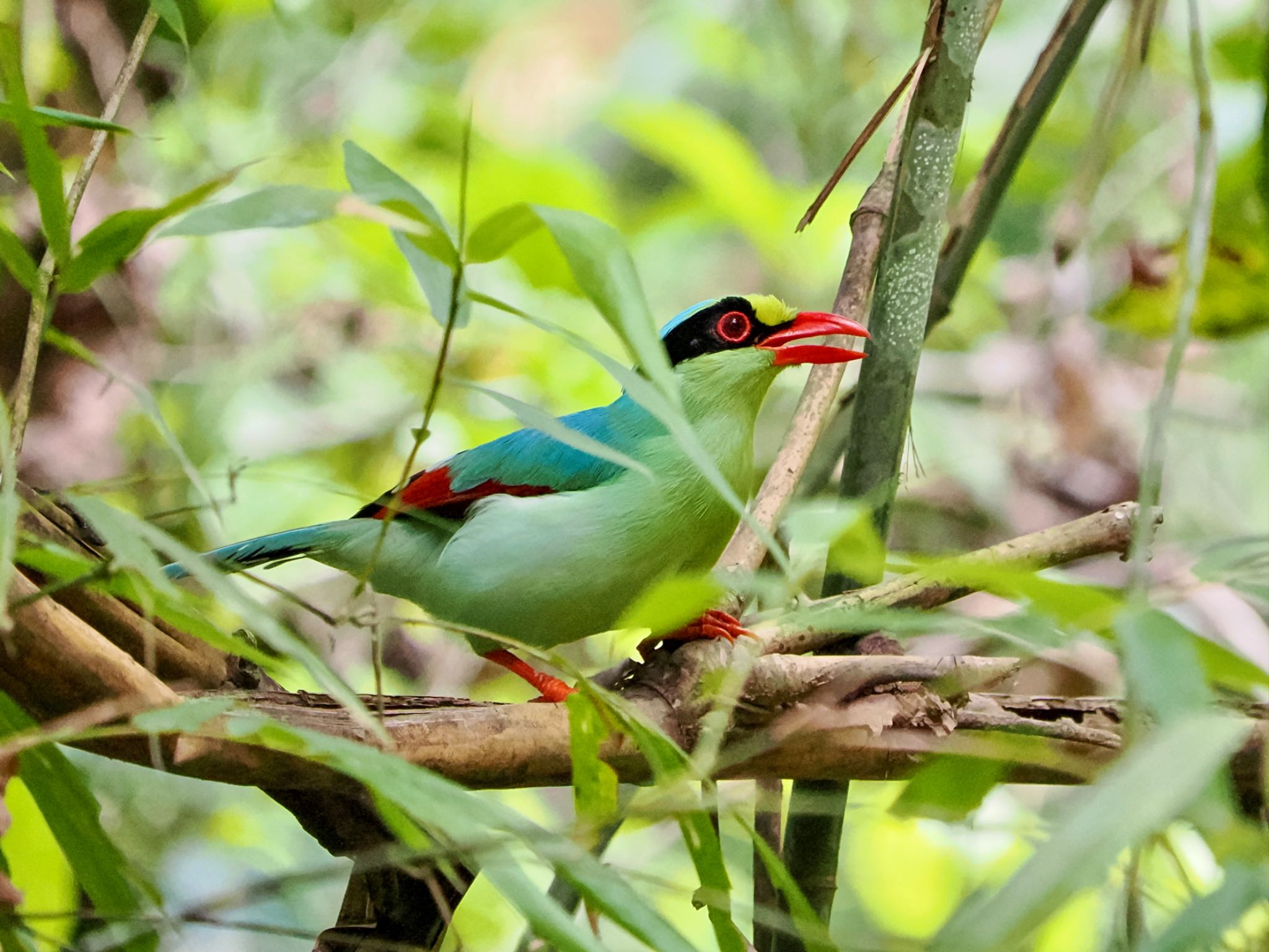碧鵲 ヘキサン 青緑色のカラス　本物の野鳥？と目を疑うほど色鮮やか 枝にとまって大きな虫を食べていた by クロやん
