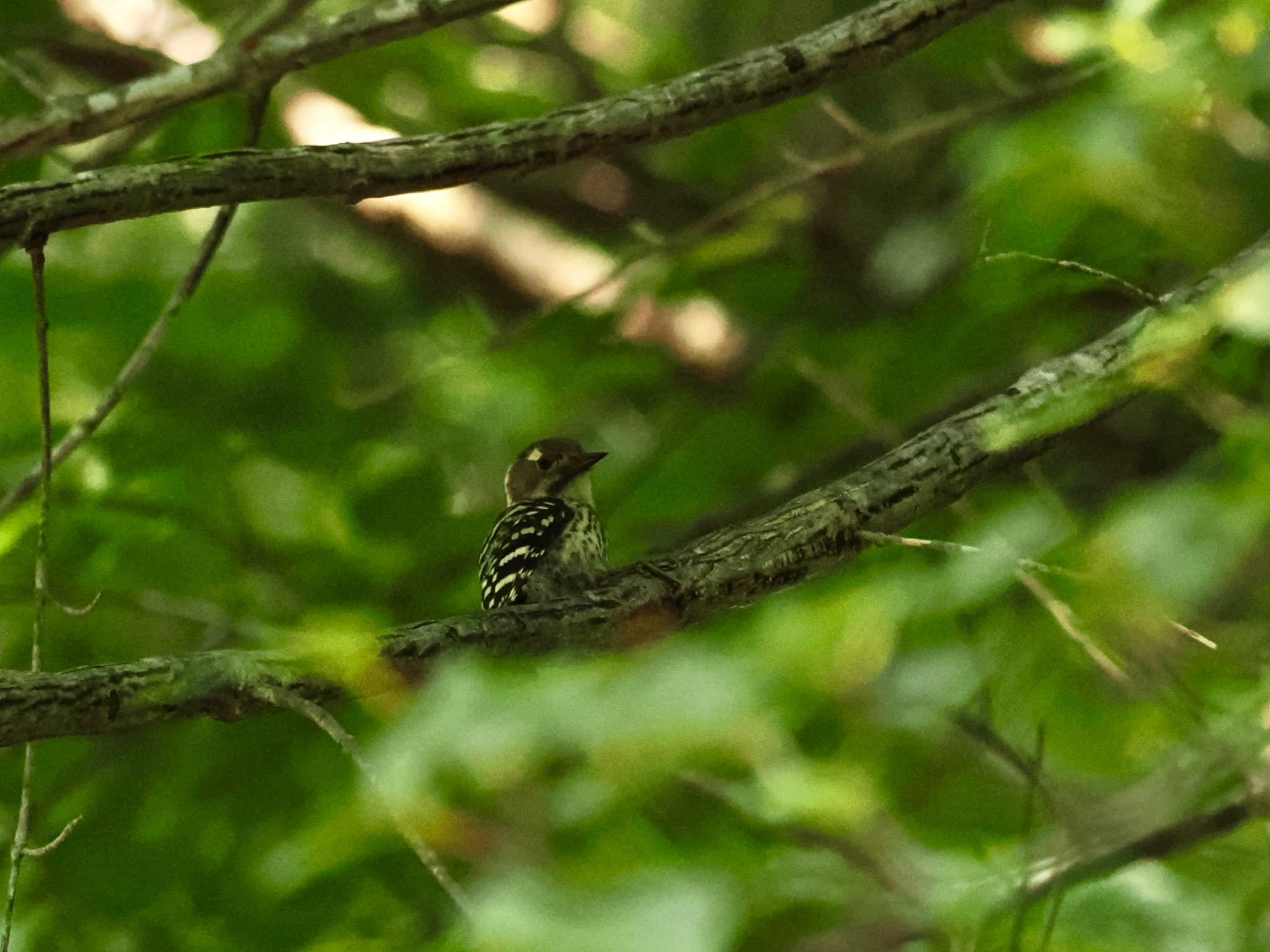 Japanese Pygmy Woodpecker