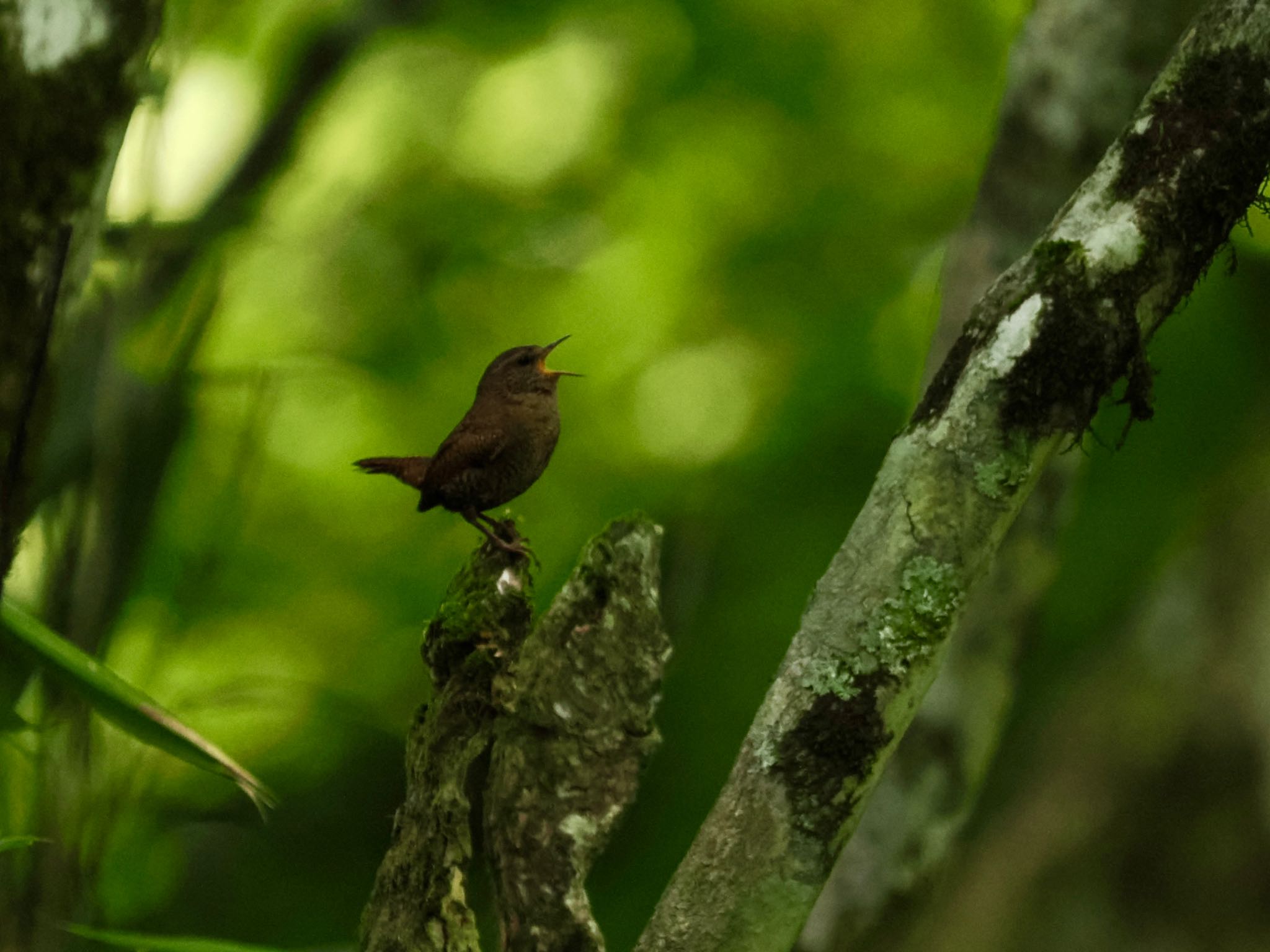 Eurasian Wren