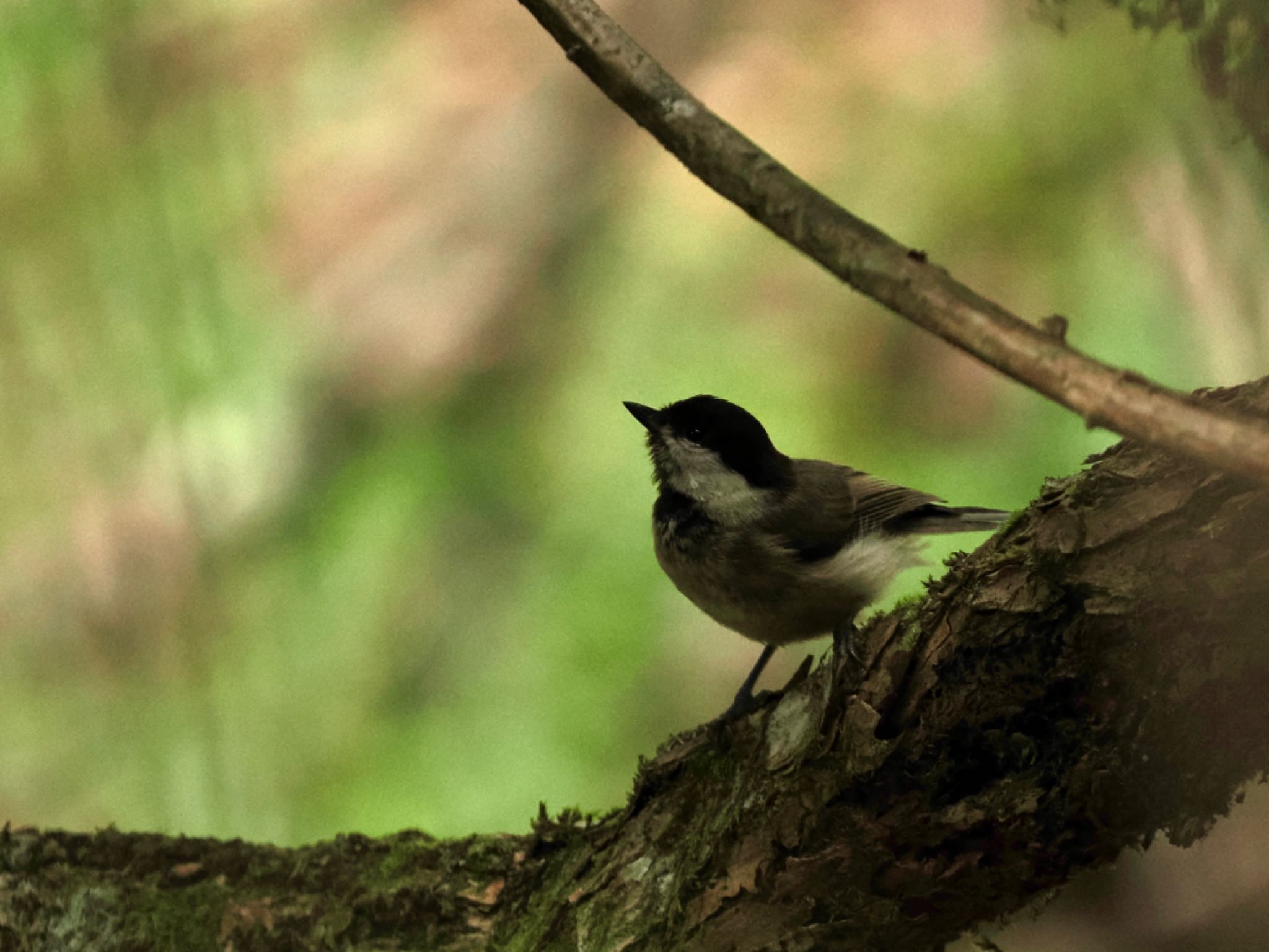 Willow Tit