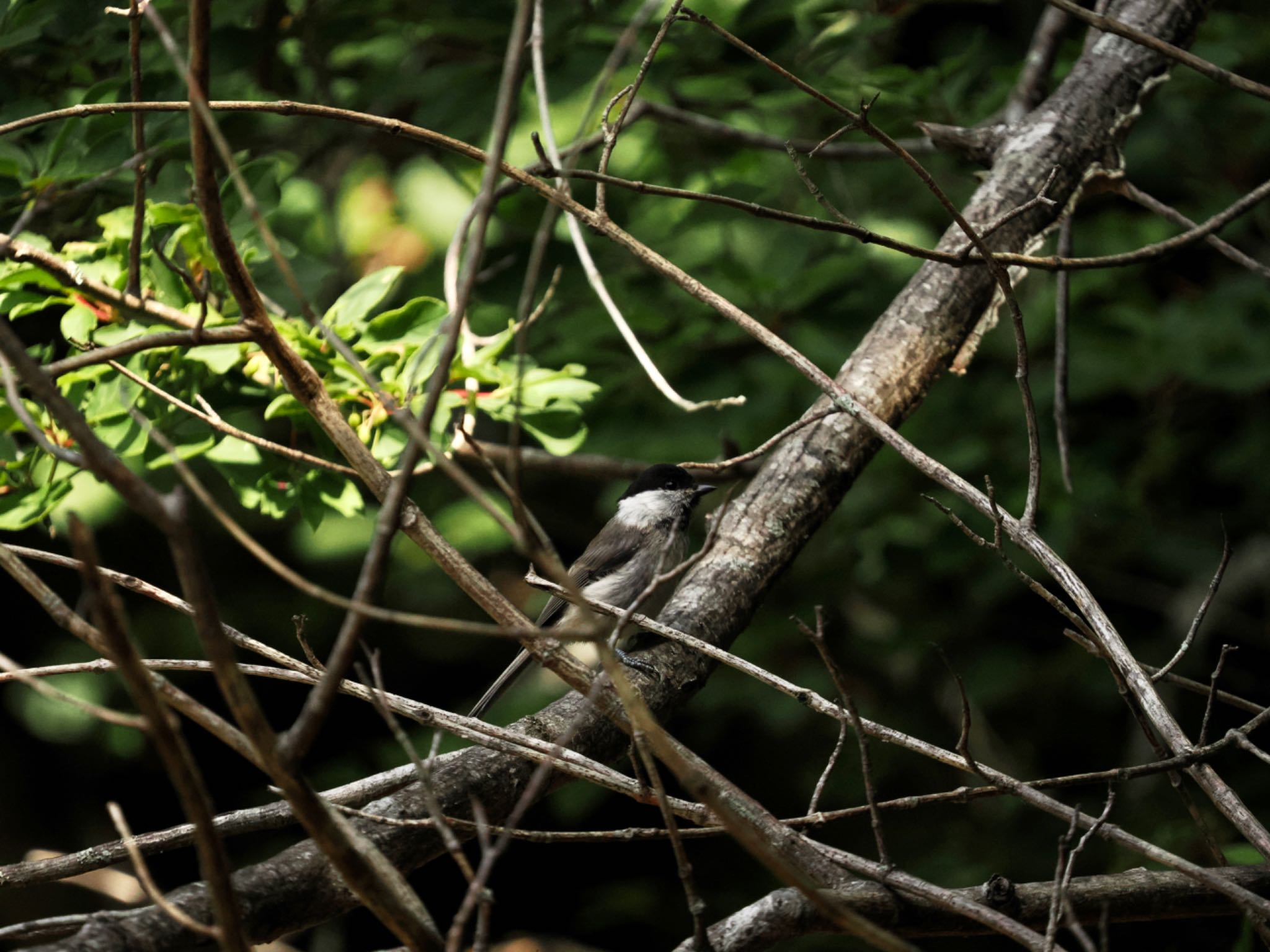 Willow Tit