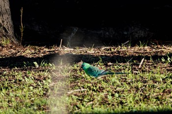 Red-rumped Parrot シドニー Fri, 6/29/2018