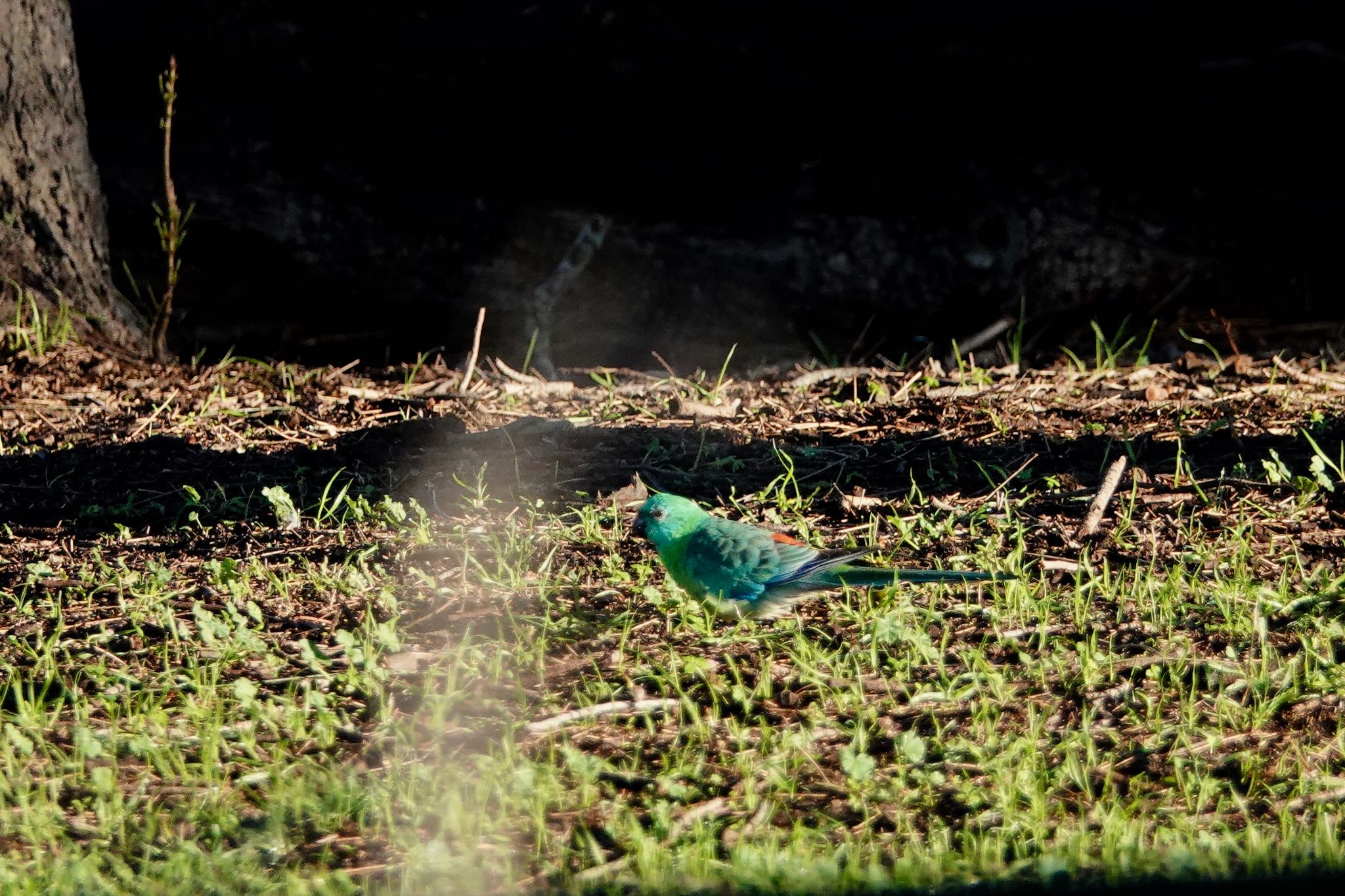 シドニー ビセイインコの写真 by のどか