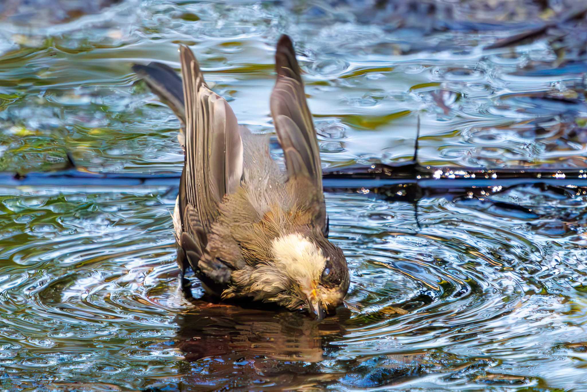 三ツ池公園(横浜市鶴見区) ヤマガラの写真 by d3_plus