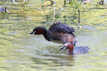 Little Grebe Mitsuike Park Sun, 7/16/2023