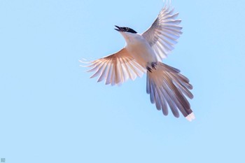 Azure-winged Magpie Mitsuike Park Sun, 7/16/2023