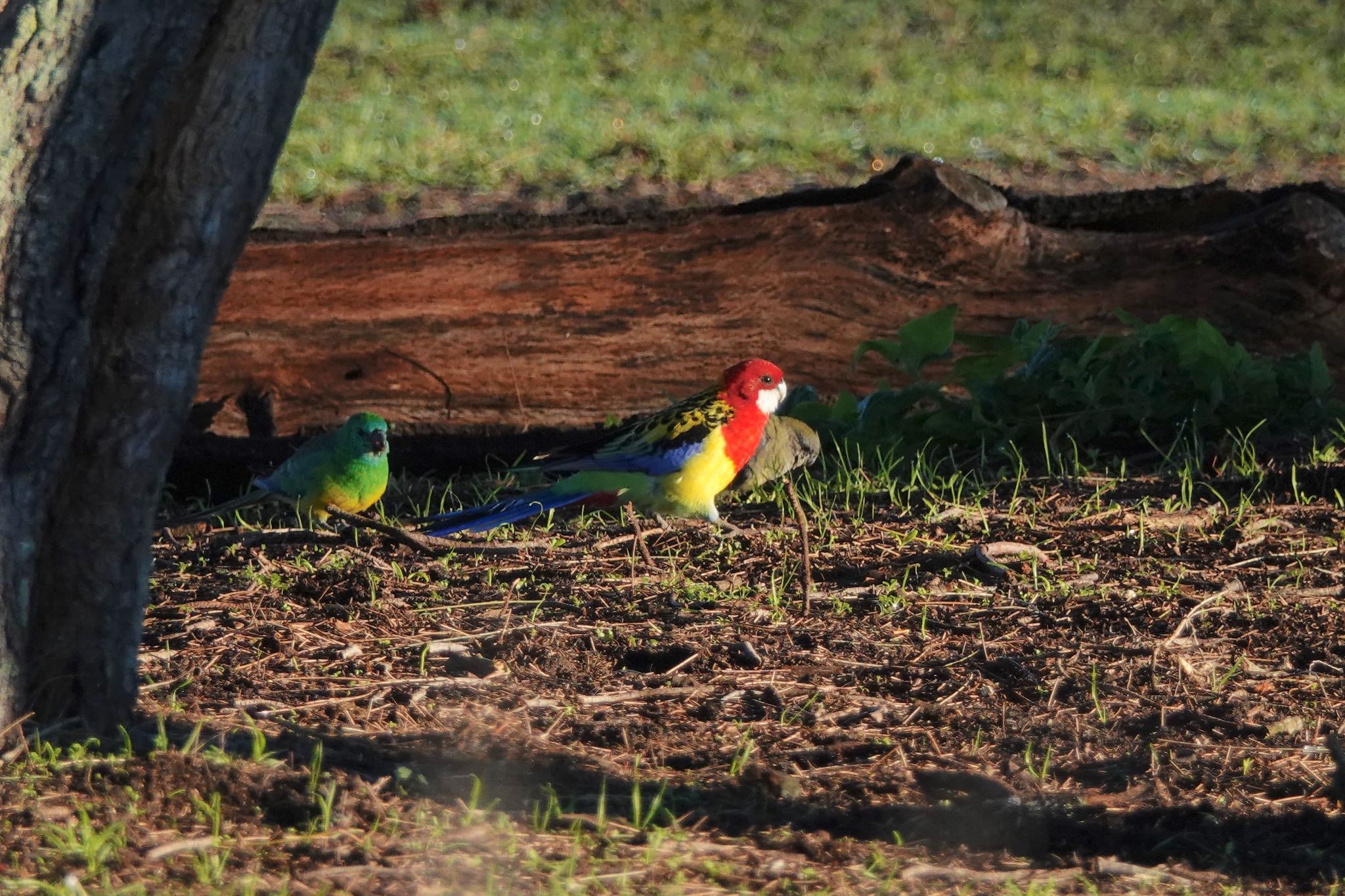 Eastern Rosella