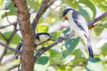 シジュウカラ 三ツ池公園(横浜市鶴見区) 2023年7月16日(日)