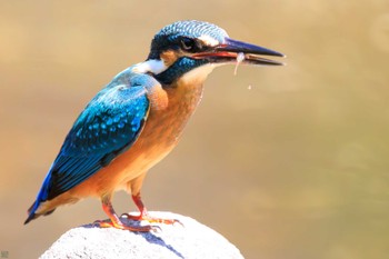 Common Kingfisher Mitsuike Park Sun, 7/16/2023