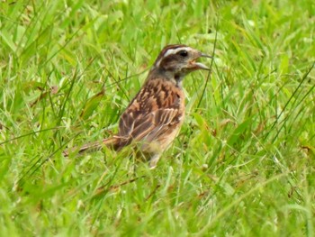 Meadow Bunting 各務野自然遺産の森 Tue, 7/18/2023