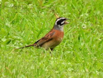 Meadow Bunting 各務野自然遺産の森 Tue, 7/18/2023