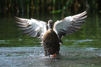 Eastern Spot-billed Duck 中郷温水池(三島市) Tue, 7/18/2023