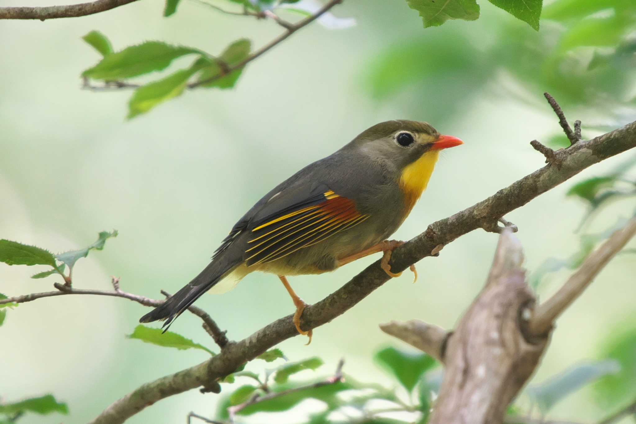 Red-billed Leiothrix