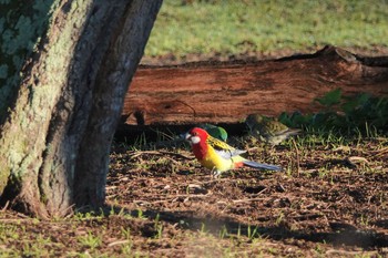 ナナクサインコ シドニー 2018年6月29日(金)