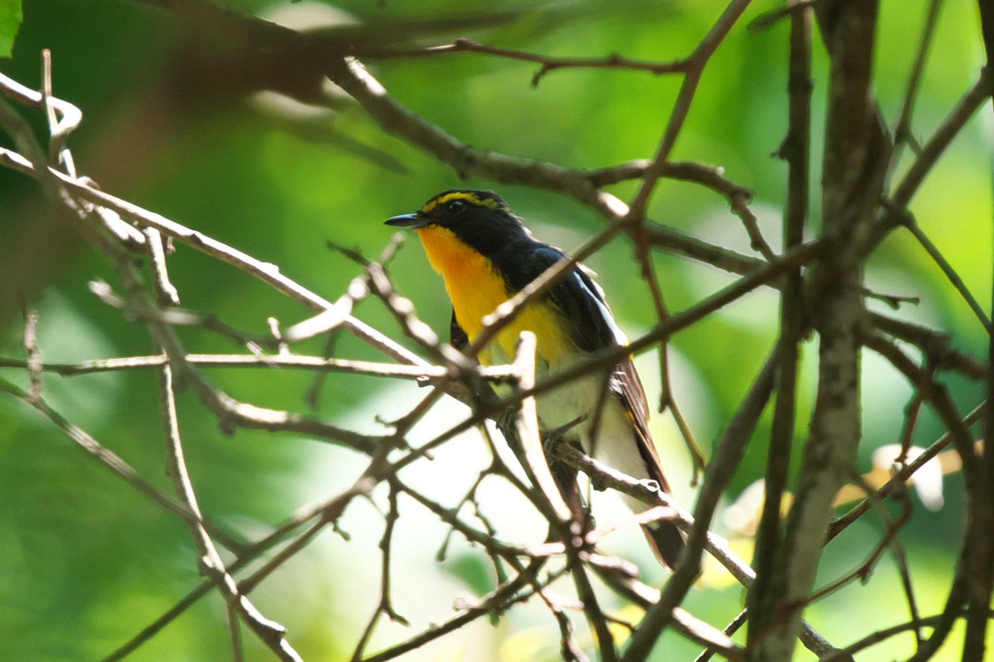 Photo of Narcissus Flycatcher at Yanagisawa Pass by Y. Watanabe