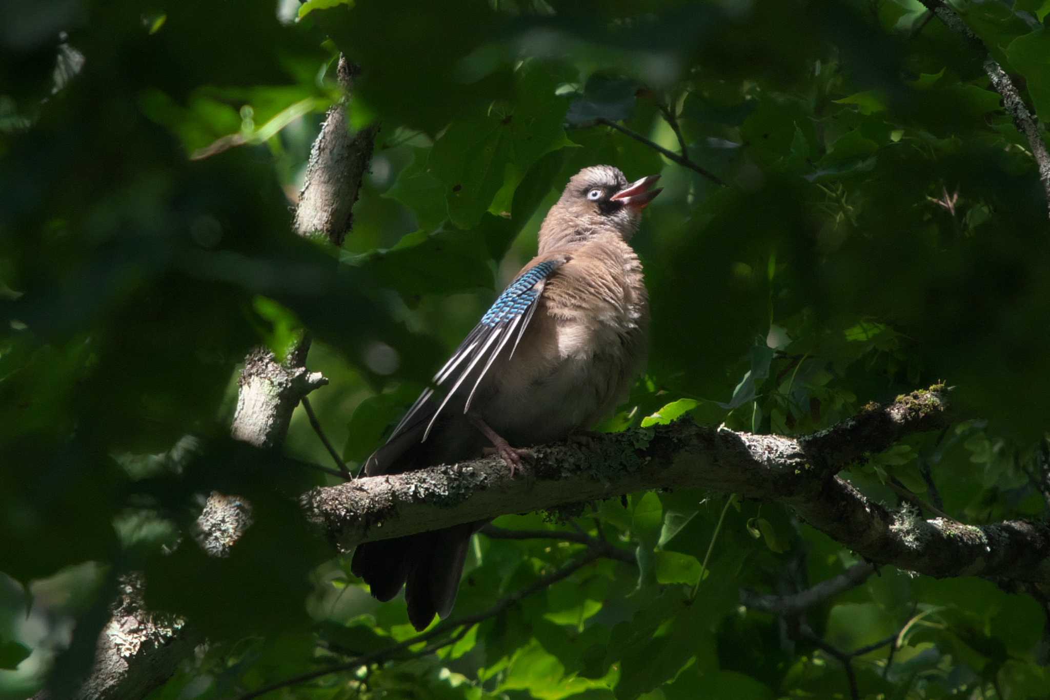 Eurasian Jay