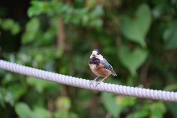 Varied Tit 愛鷹広域公園 Tue, 7/18/2023