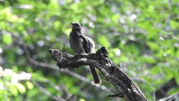 ヒヨドリ 南部山健康運動公園(青森県八戸市) 2023年7月8日(土)