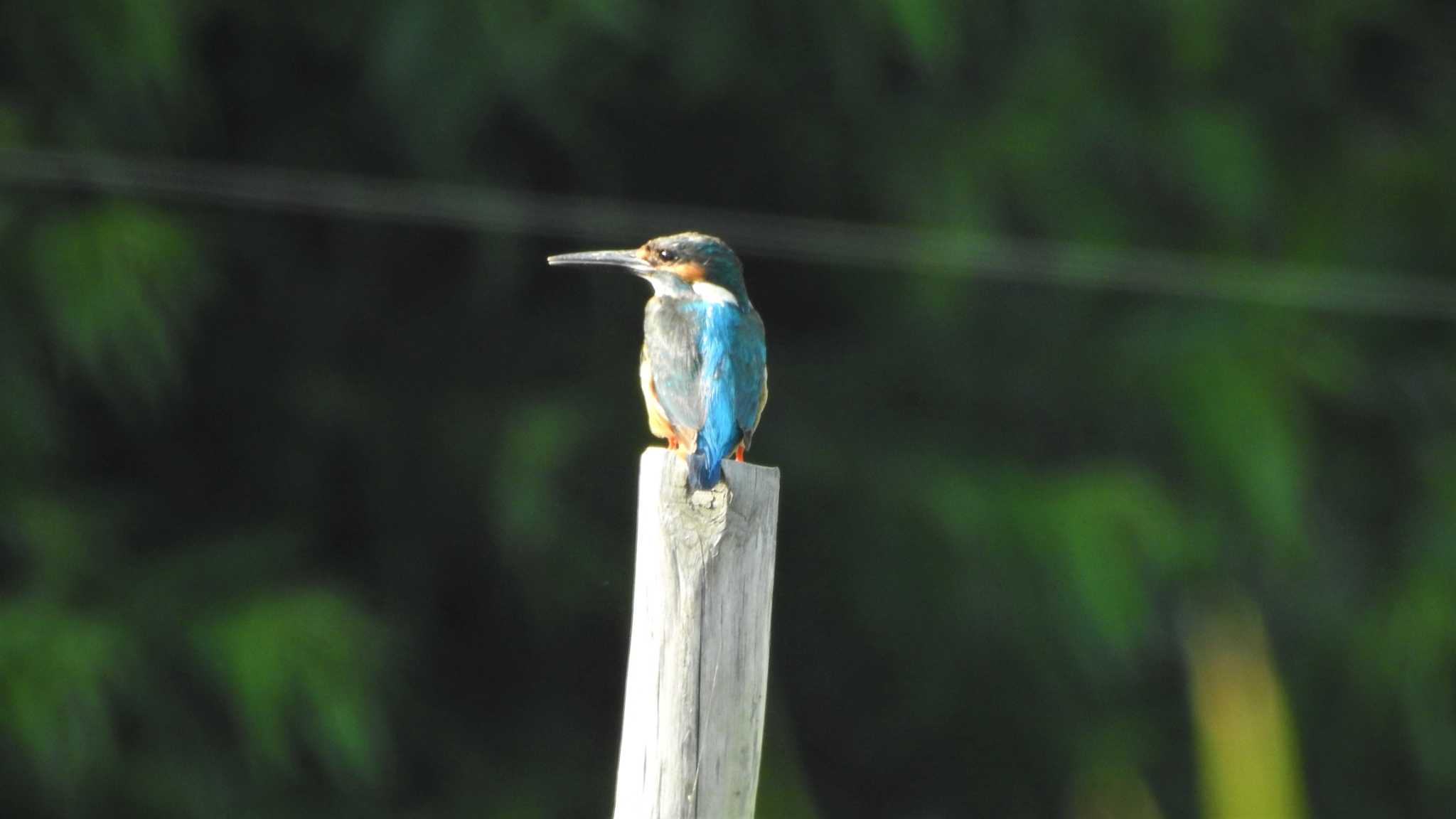 Photo of Common Kingfisher at 南部山健康運動公園(青森県八戸市) by 緑の風