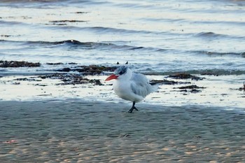 Caspian Tern シドニー Fri, 6/29/2018