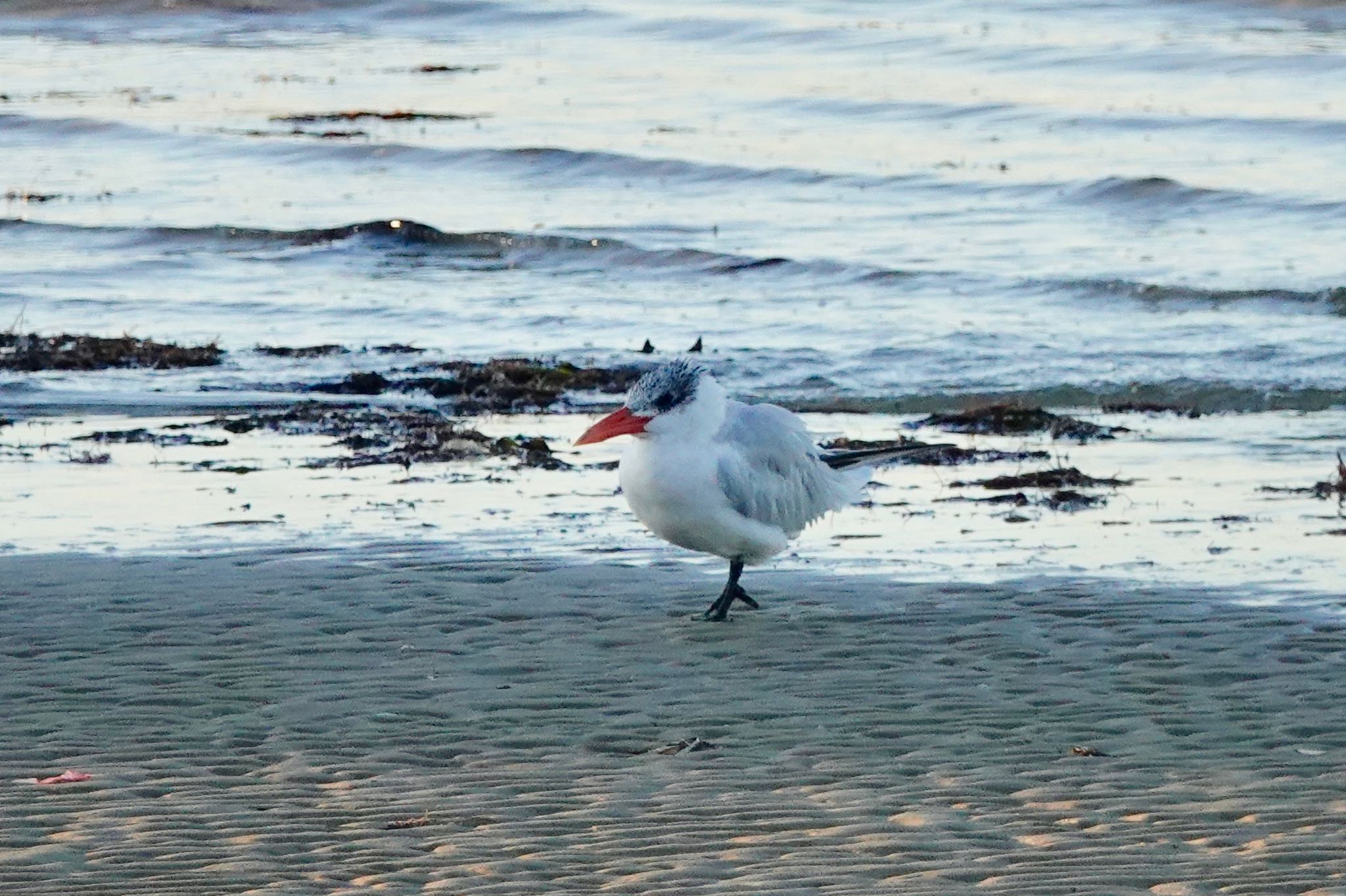 Caspian Tern