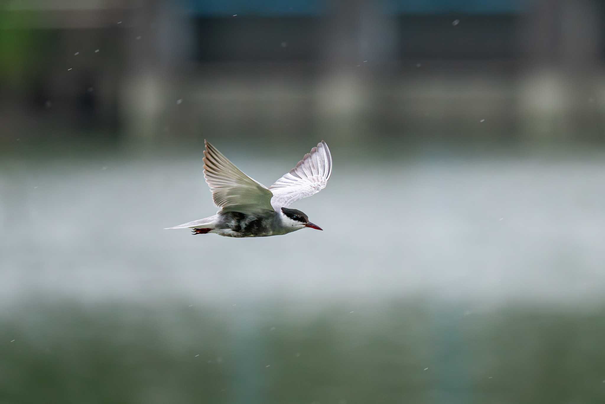 伊佐沼 クロハラアジサシの写真 by Tosh@Bird