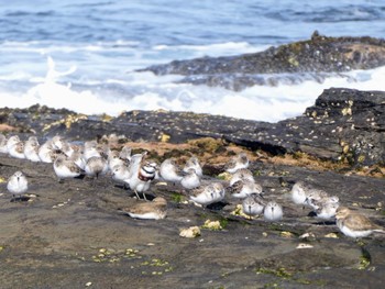 Double-banded Plover Long Reef(Australia, NSW) Sat, 7/15/2023