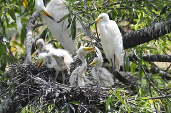 Medium Egret 金沢市 Tue, 7/18/2023