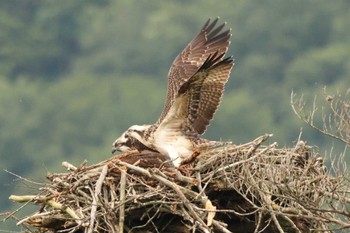 2023年7月16日(日) 鳴子狭の野鳥観察記録