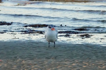 Caspian Tern シドニー Fri, 6/29/2018