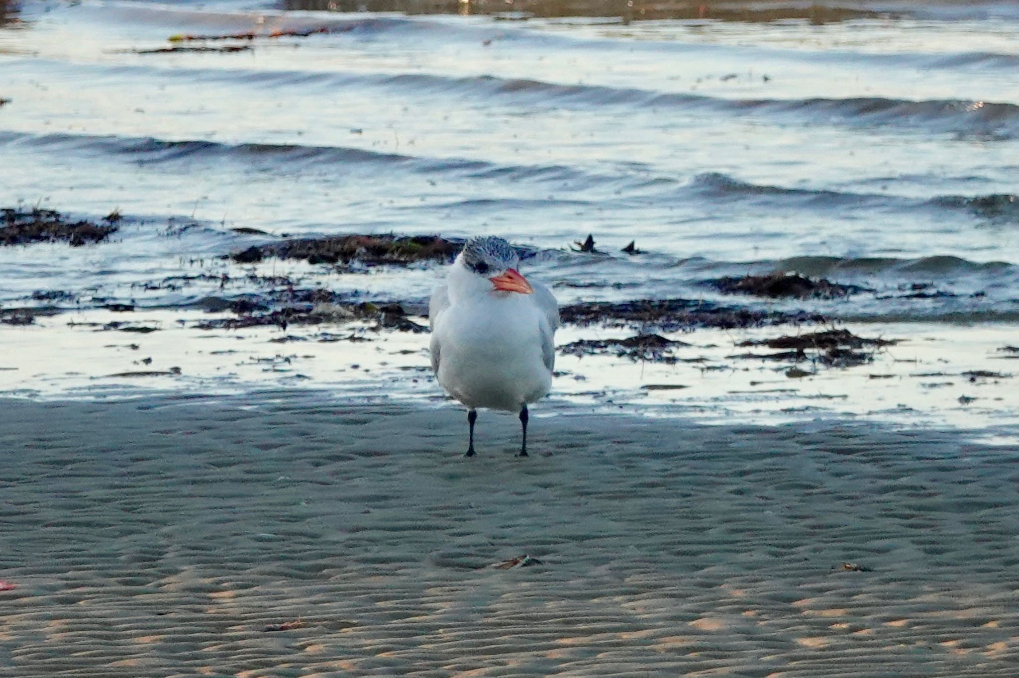 Photo of Caspian Tern at シドニー by のどか