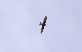 White-throated Needletail ひるがの高原(蛭ヶ野高原) Tue, 7/18/2023