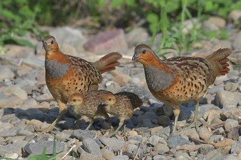 Chinese Bamboo Partridge 狭山市霞川 Tue, 7/18/2023