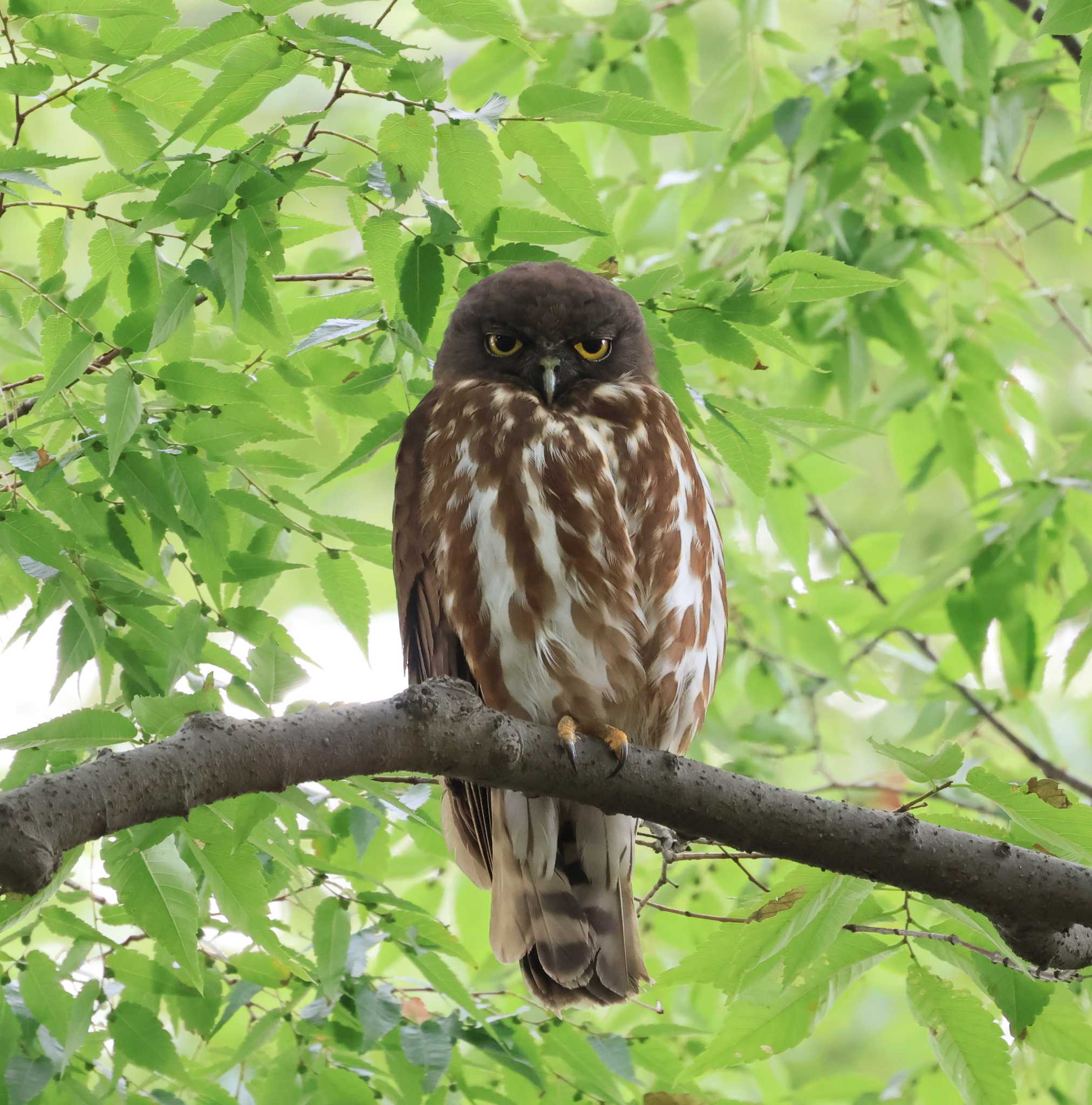 雀神社 アオバズクの写真 by 鈴音銀の