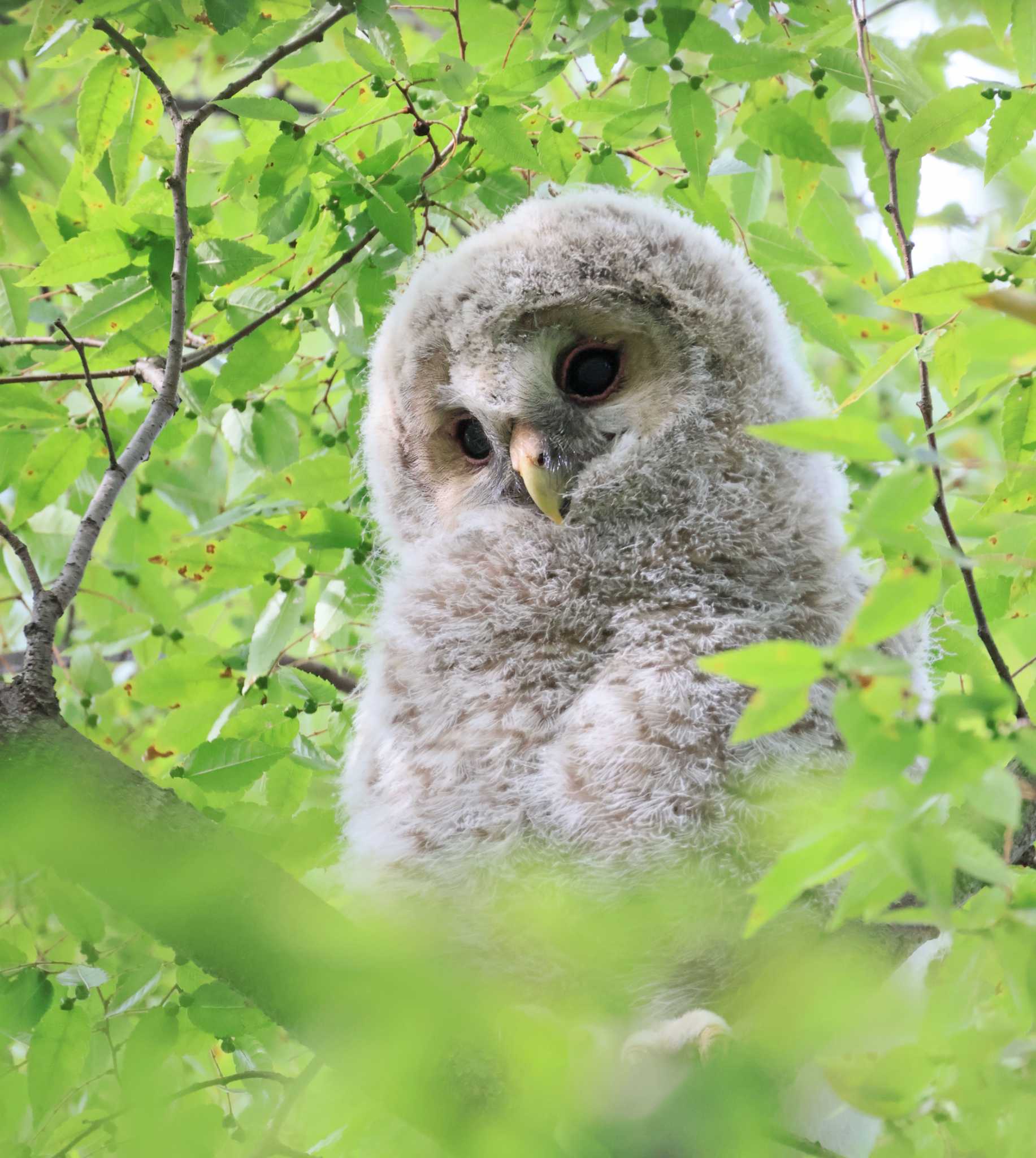 雀神社 フクロウの写真 by 鈴音銀の