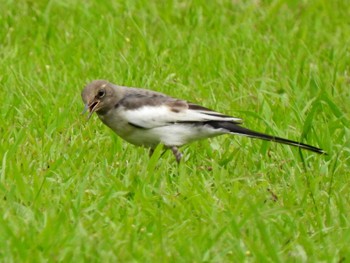 Japanese Wagtail 各務野自然遺産の森 Tue, 7/18/2023