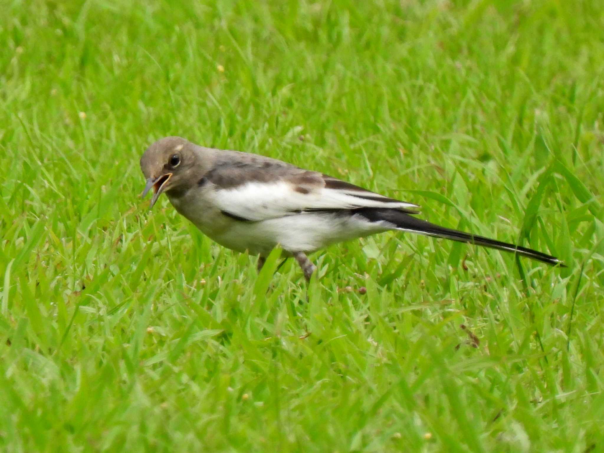 Photo of Japanese Wagtail at 各務野自然遺産の森 by 寅次郎