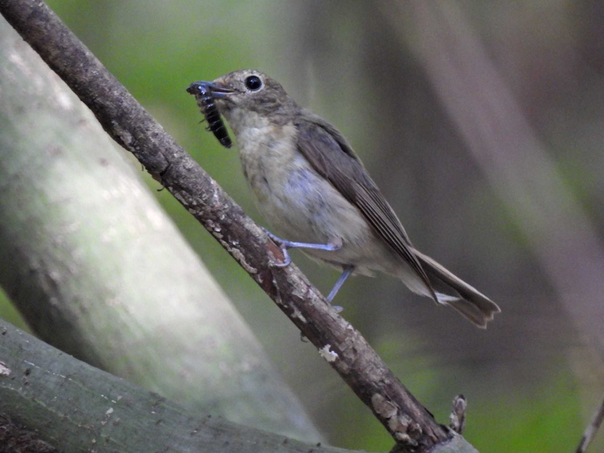 Photo of Narcissus Flycatcher at 各務野自然遺産の森 by 寅次郎