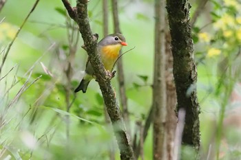 ソウシチョウ 大蔵高丸 2023年7月15日(土)