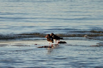 Pied Oystercatcher