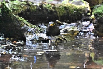 クロツグミ 大洞の水場 2023年7月11日(火)