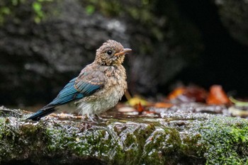 2023年7月15日(土) 大洞の水場の野鳥観察記録