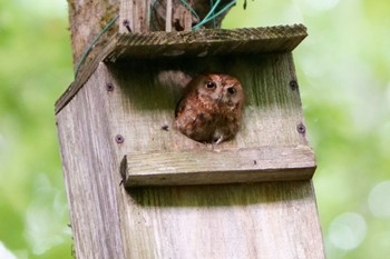 コノハズク 鳥取県 2023年7月15日(土)