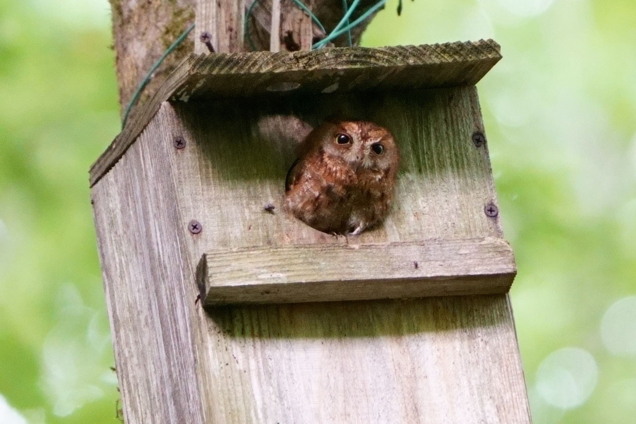 鳥取県 コノハズクの写真 by アカウント5227