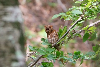 コノハズク 鳥取県 2023年7月15日(土)