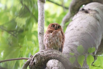 コノハズク 鳥取県 2023年7月15日(土)