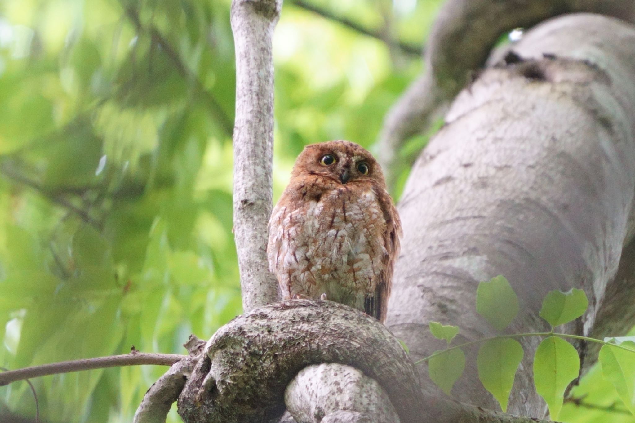 Photo of Oriental Scops Owl at 鳥取県 by アカウント5227